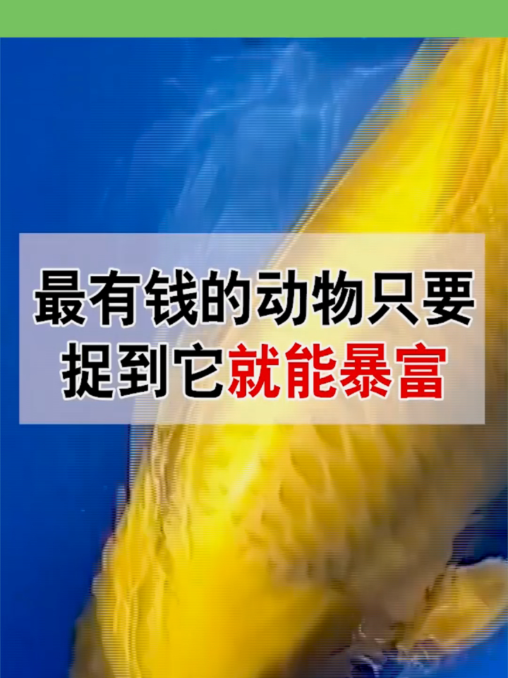 最有钱的动物,只要捉到它,就能暴富