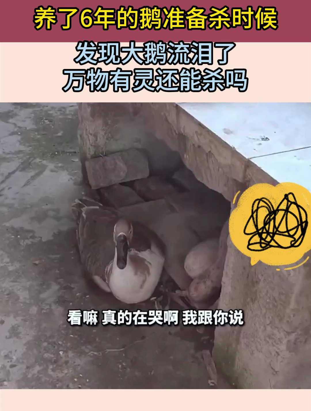 养了6年的鹅准备杀时候,发现大鹅流泪了,万物有灵还能杀吗