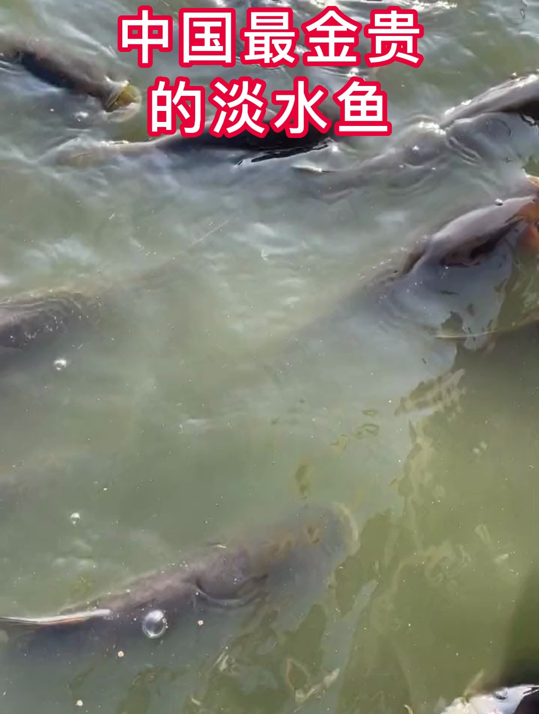 中国最贵的黄金淡水鱼,你知道几种?