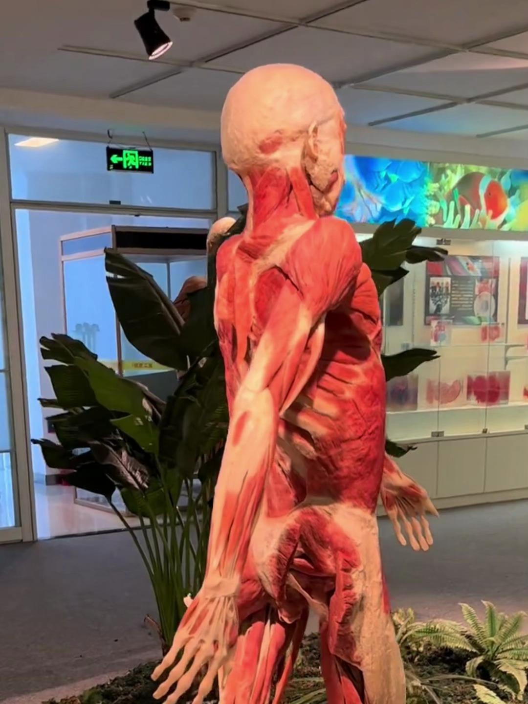 致敬男性大体老师!走路可以带动全身肌肉
