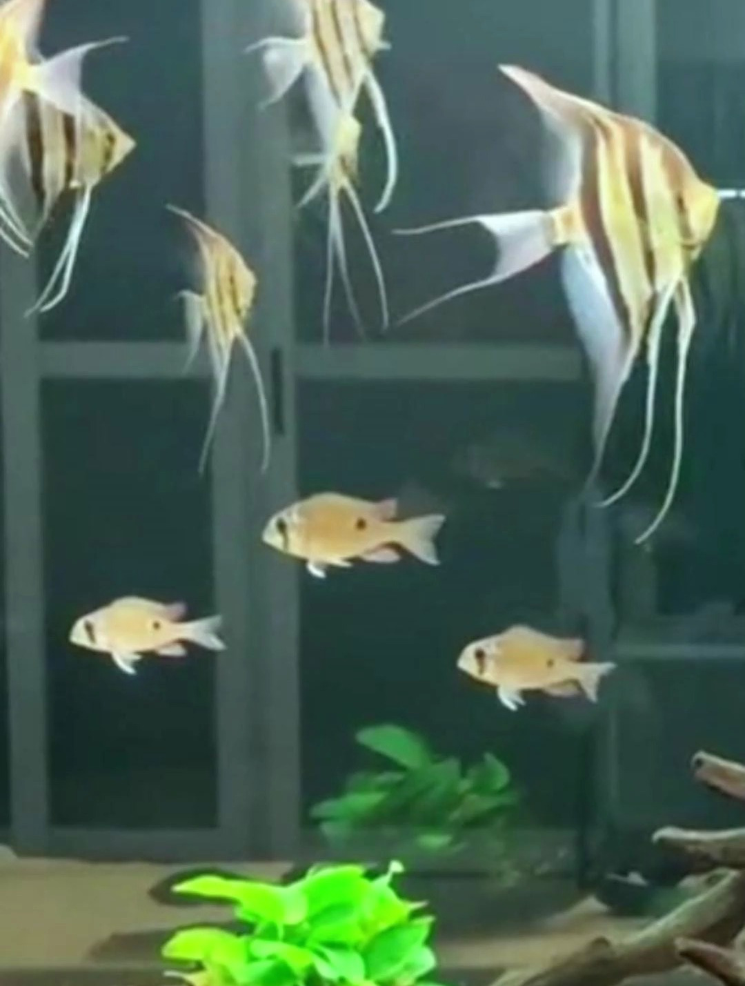 埃及神仙鱼好养吗