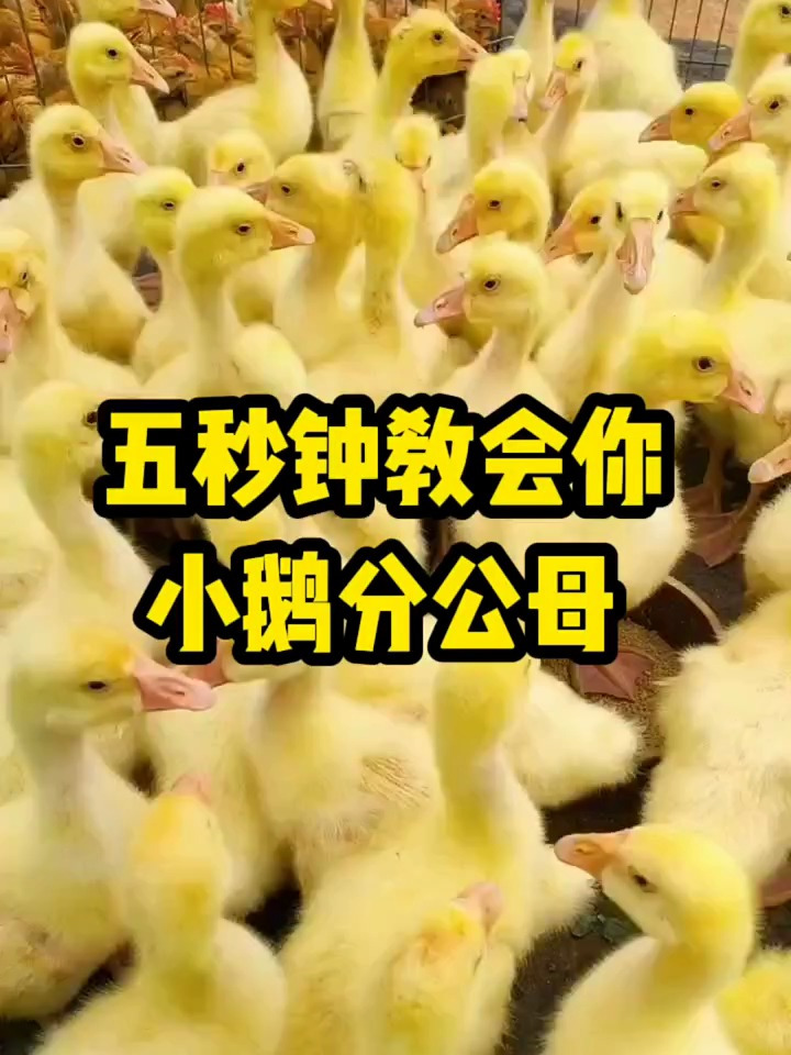 五秒钟教会你,如何分别小鹅公母