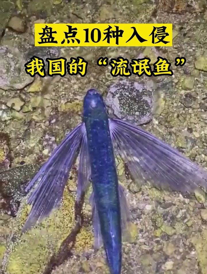 盘点10种入侵我国的“流氓鱼”