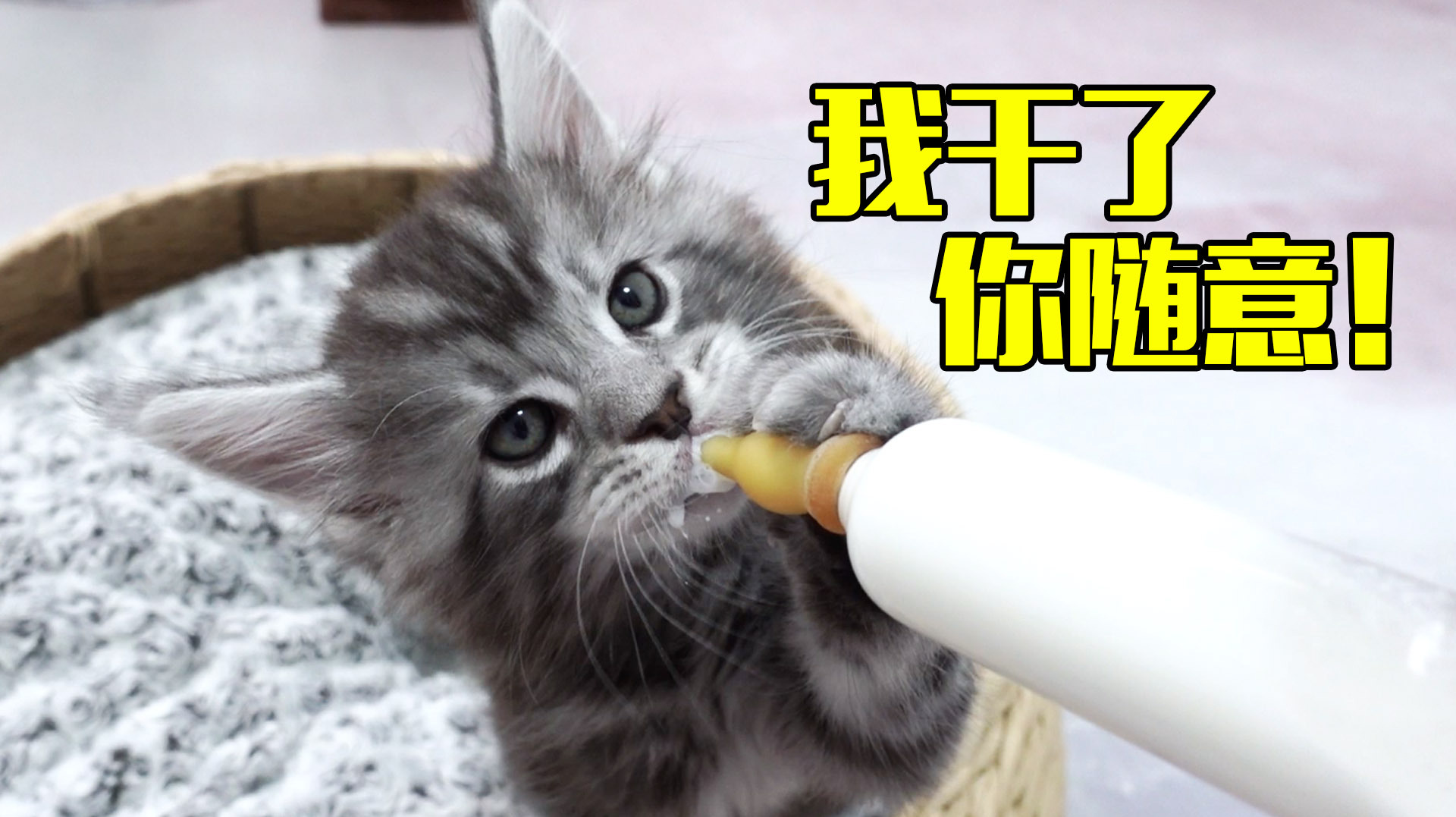 小奶猫单手举起奶瓶对瓶吹,喝完后满屋乱飞,喵:真的醉了!