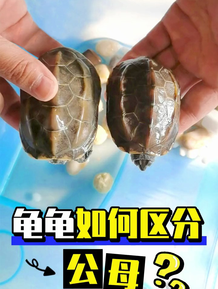 乌龟如何区分公母你知道吗?别连你的小乌龟公母都分不清!