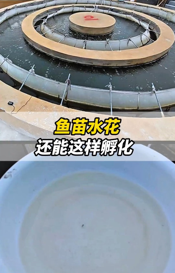 鱼苗水花还能这样孵化?