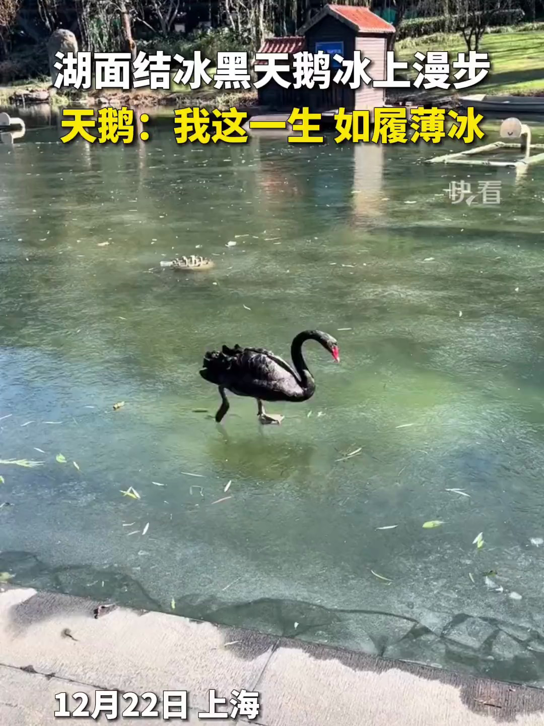 黑天鹅在结冰湖面优雅漫步(来源:封面新闻)