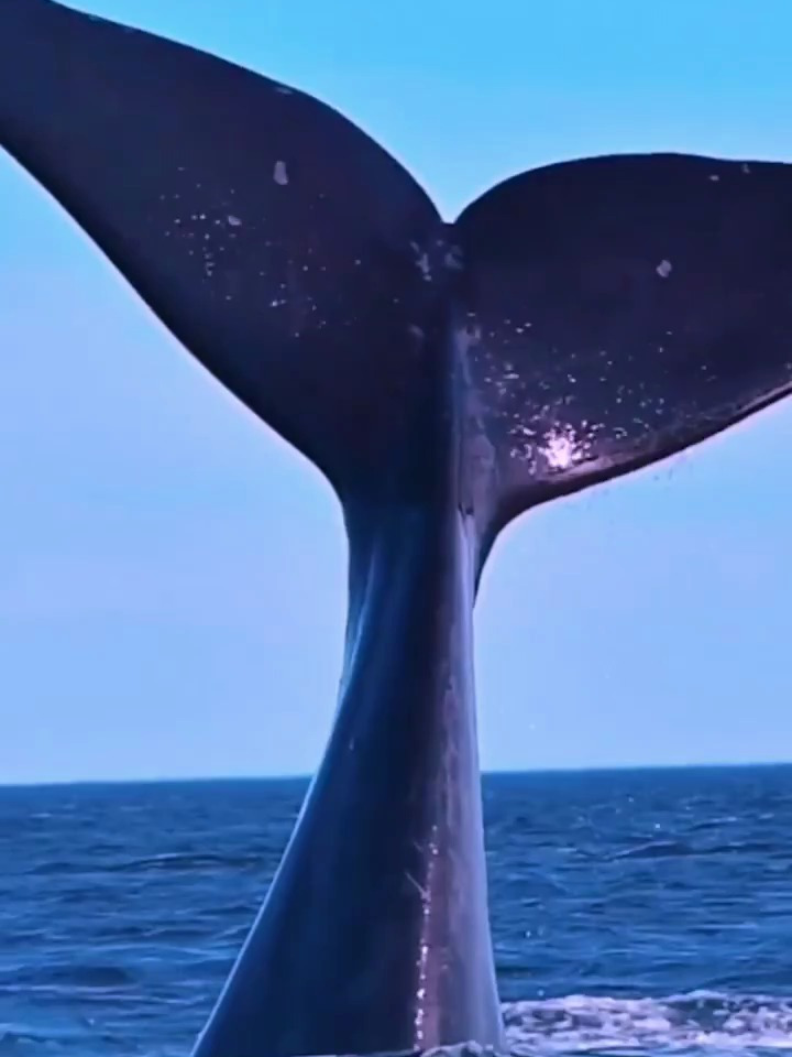 鲸鱼的尾巴或许你见过不少,但这一次可谓堪称经典中的经典。鲸鱼