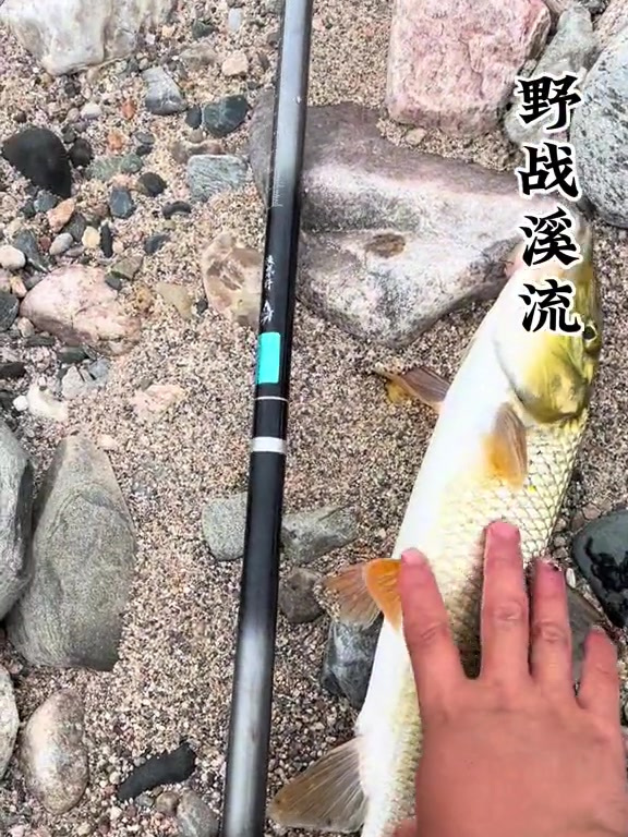 入秋了就是钓重唇鱼的黄金季节,野钓惊喜无处不在!