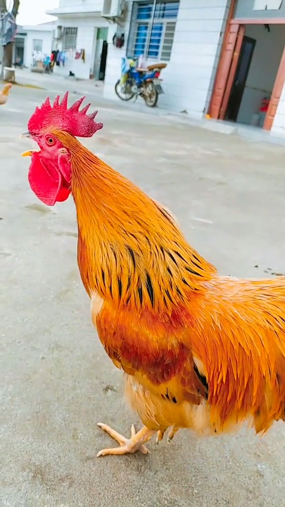 农村的公鸡打鸣,一个比一个声音大