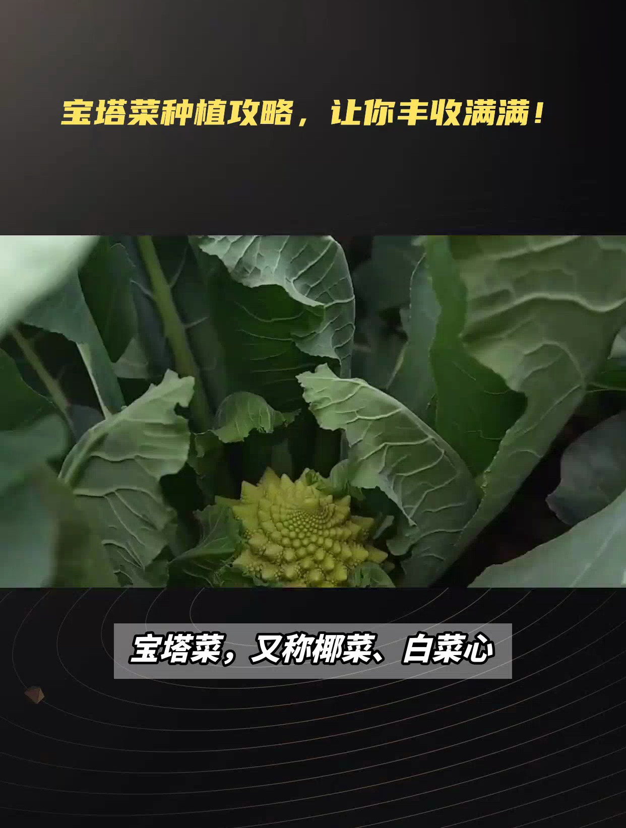 宝塔菜种植时间及方法