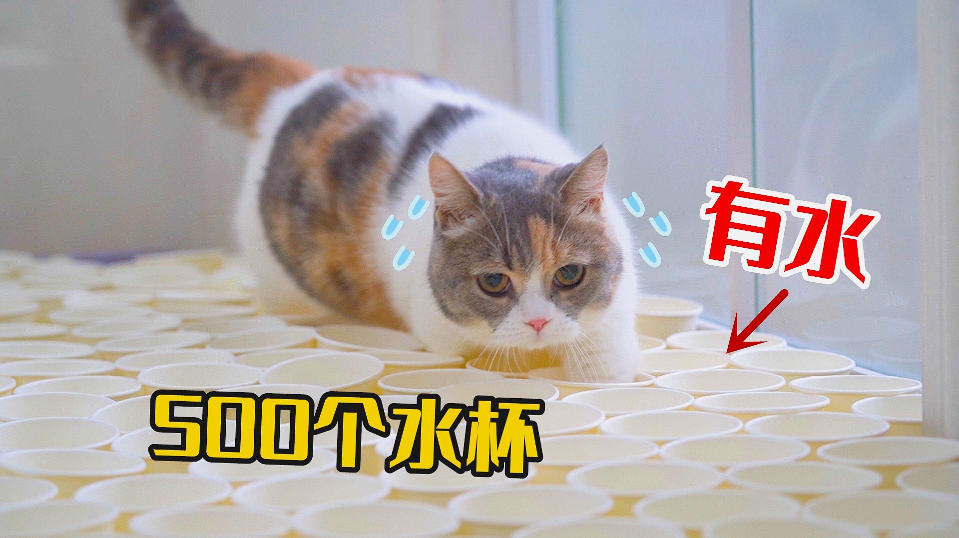 [图]500个杯子堵住猫咪去路，猫会怎么做？猫：杯里有水！