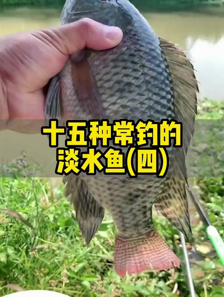 十五种常见的淡水鱼,钓友钓到过几种?很多老钓鱼人可能都没钓过