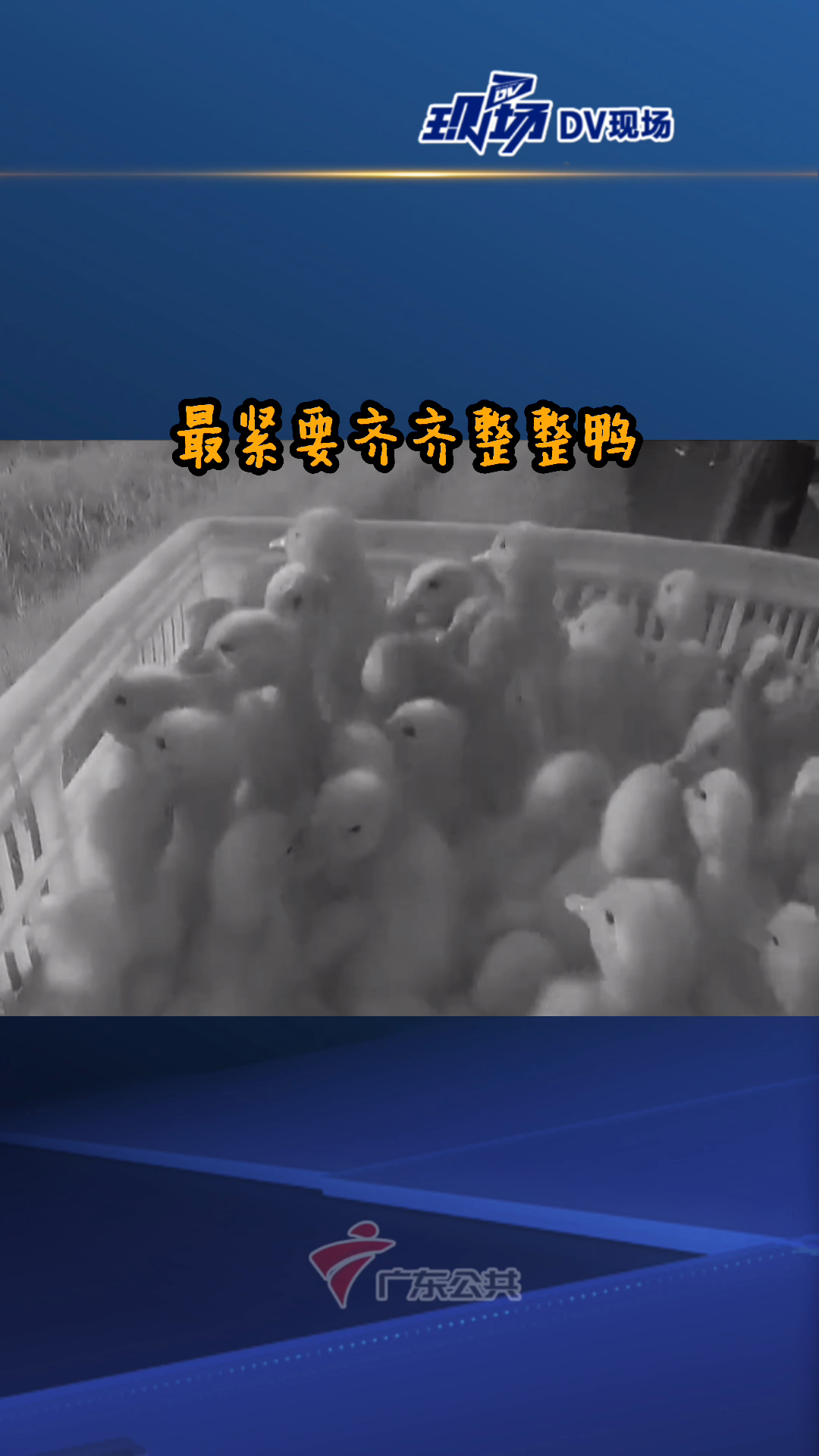 快跑鸭!货车侧翻6000只小黄鸭集体越狱 交警群众合力捉鸭回笼