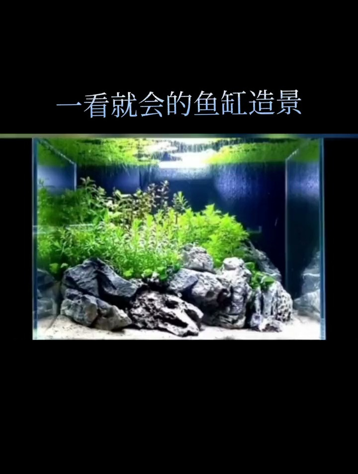 一看就会的鱼缸造景
