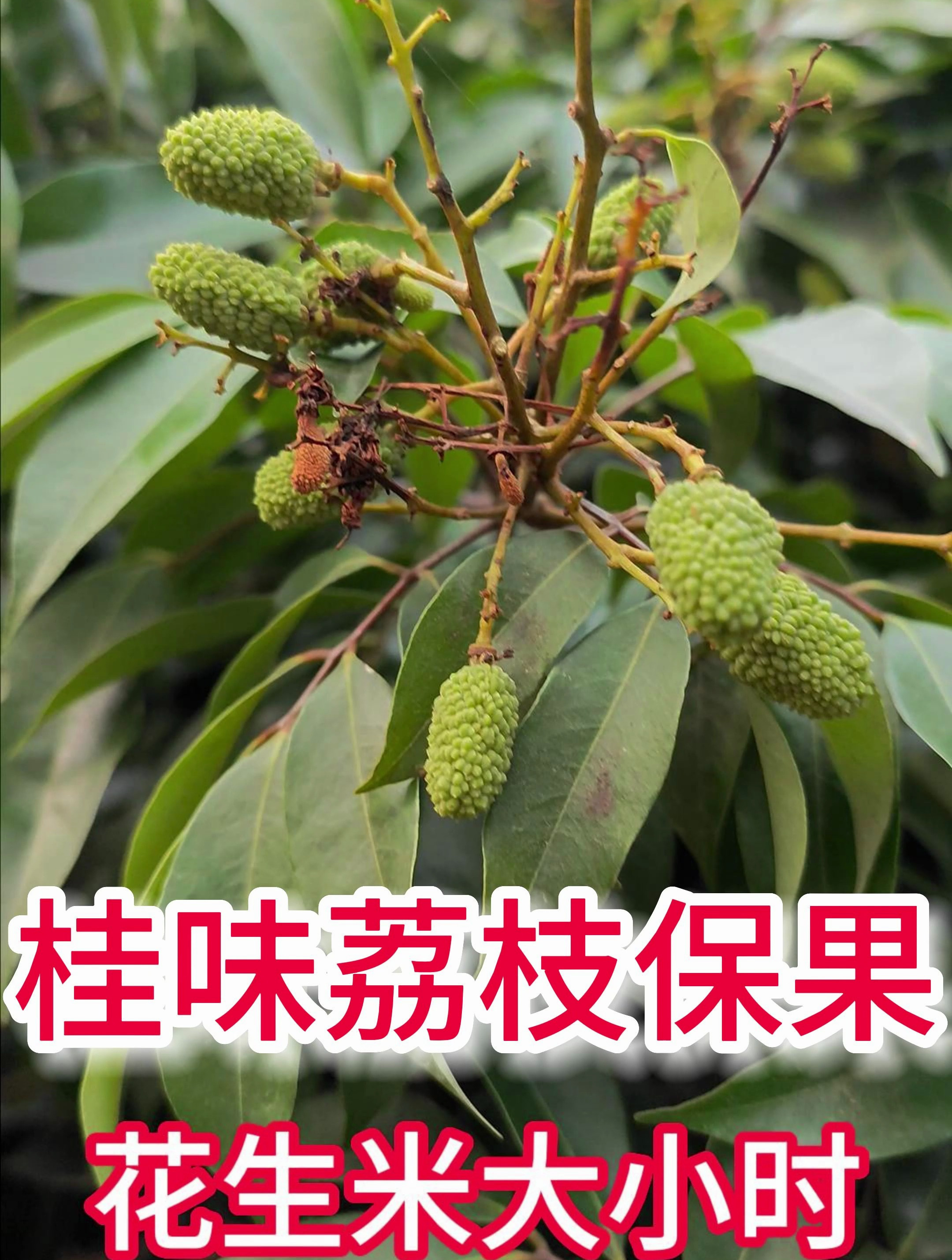 桂味荔枝第2次保果,花生米大小时打复硝酚钠+芸苔素内酯