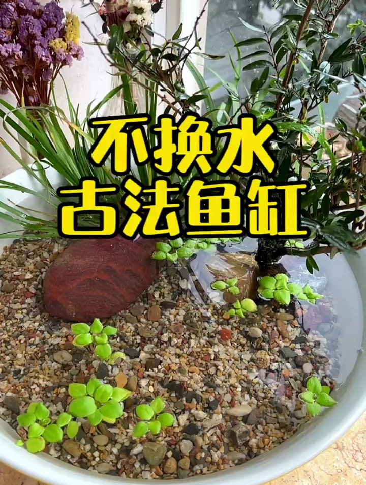不用换水的古法养鱼缸的制作方法