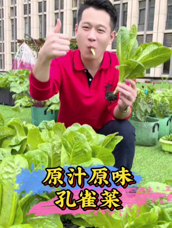 生吃脆嫩,炒菜鲜香,这就是木耳菜,家庭种植长得快还能多茬采收