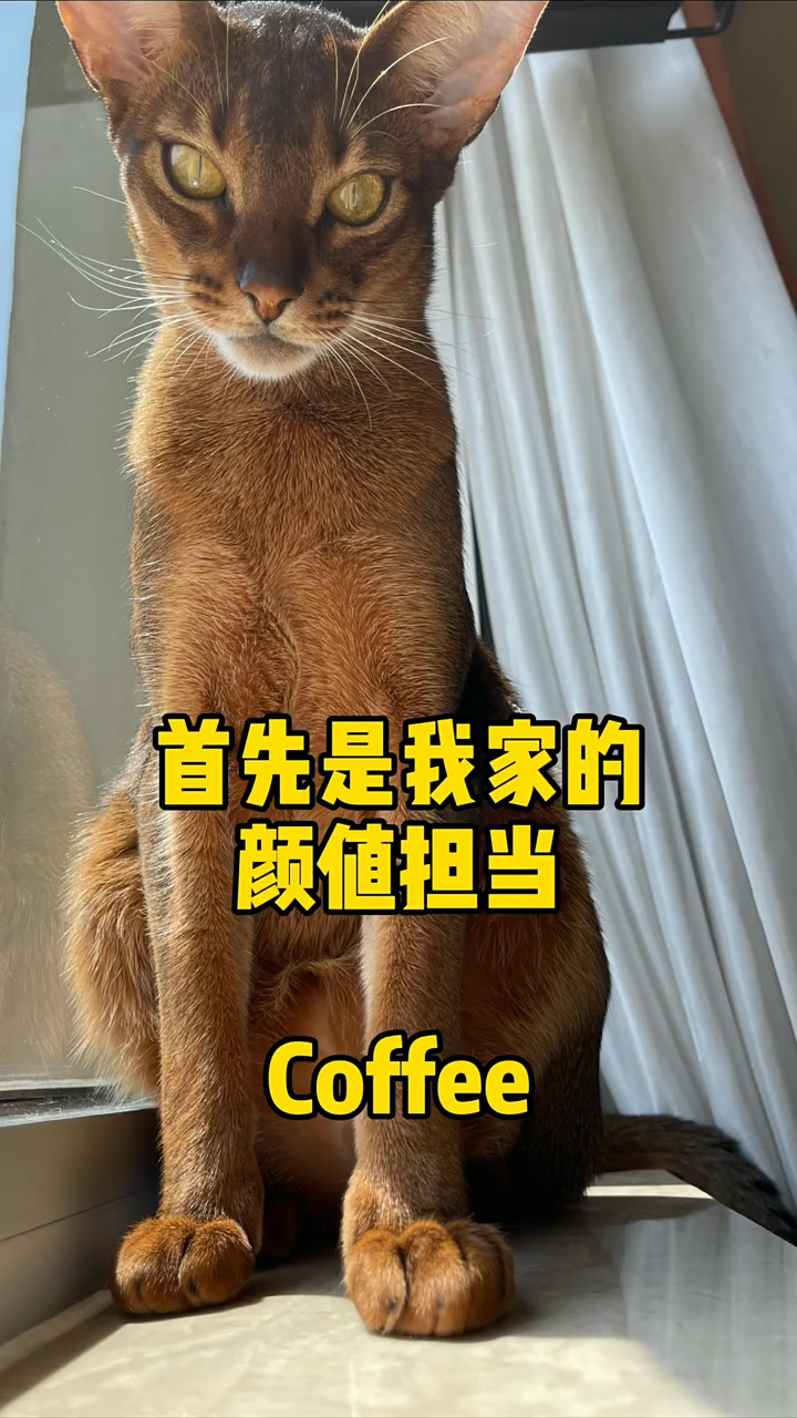 听说用猫咪的头撞墙不会用爪子撑的是傻子?