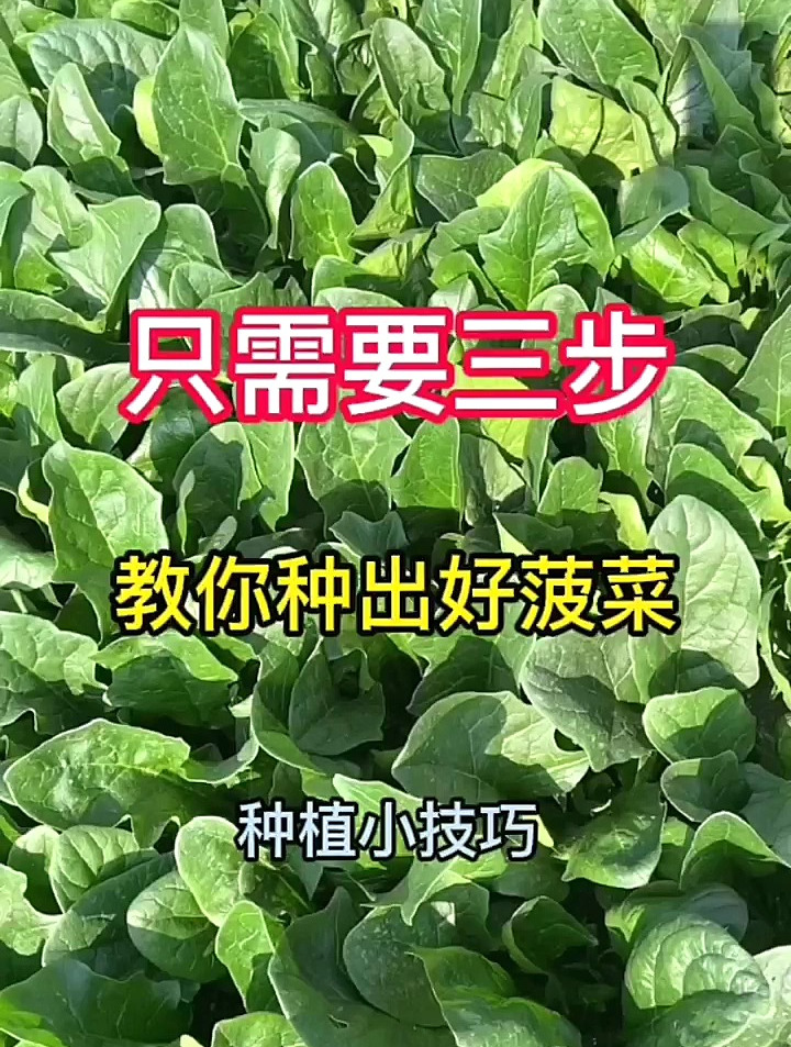菠菜种植小技巧,只需要三步教你种出好菠菜