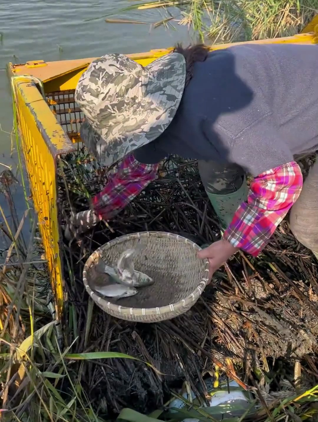 河道清理,每一斗都能捞上来鱼,小姐姐都喊麻木了