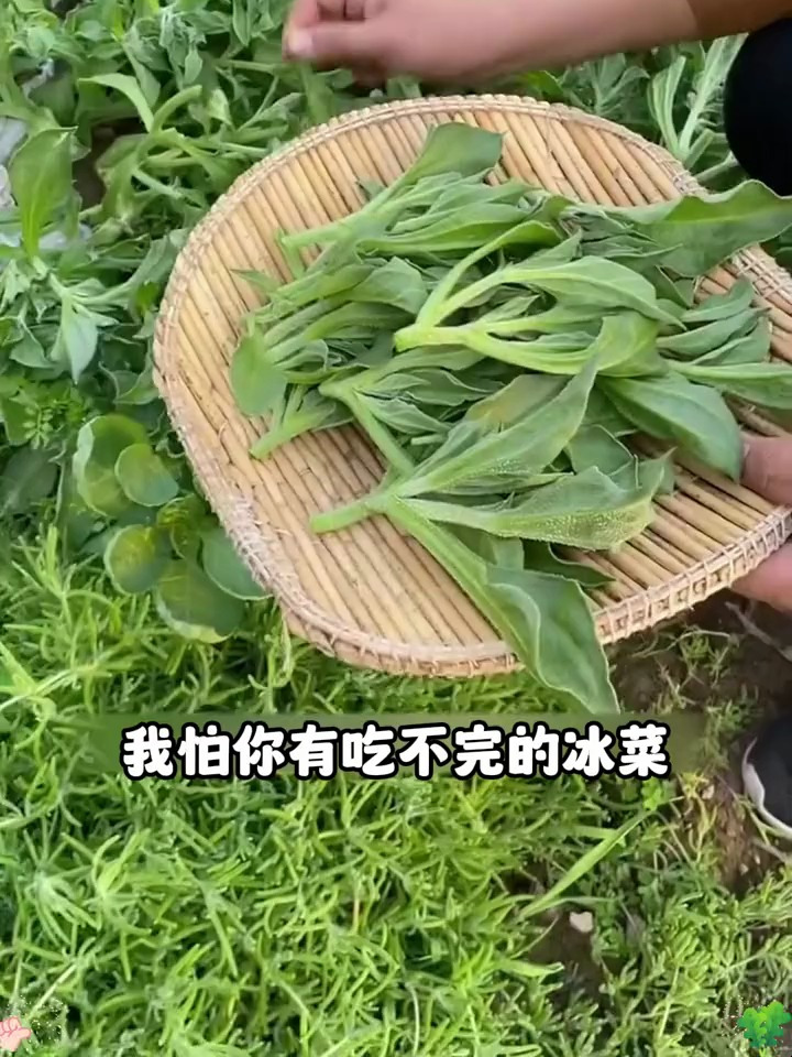 你没见过的贵族蔬菜—冰菜,种植前景非常不错,别错过!
