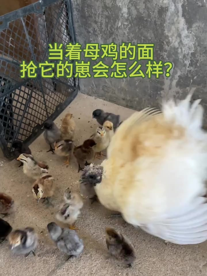 会跟人打架的母鸡,太棒了,没有一个小鸡是它孵化的