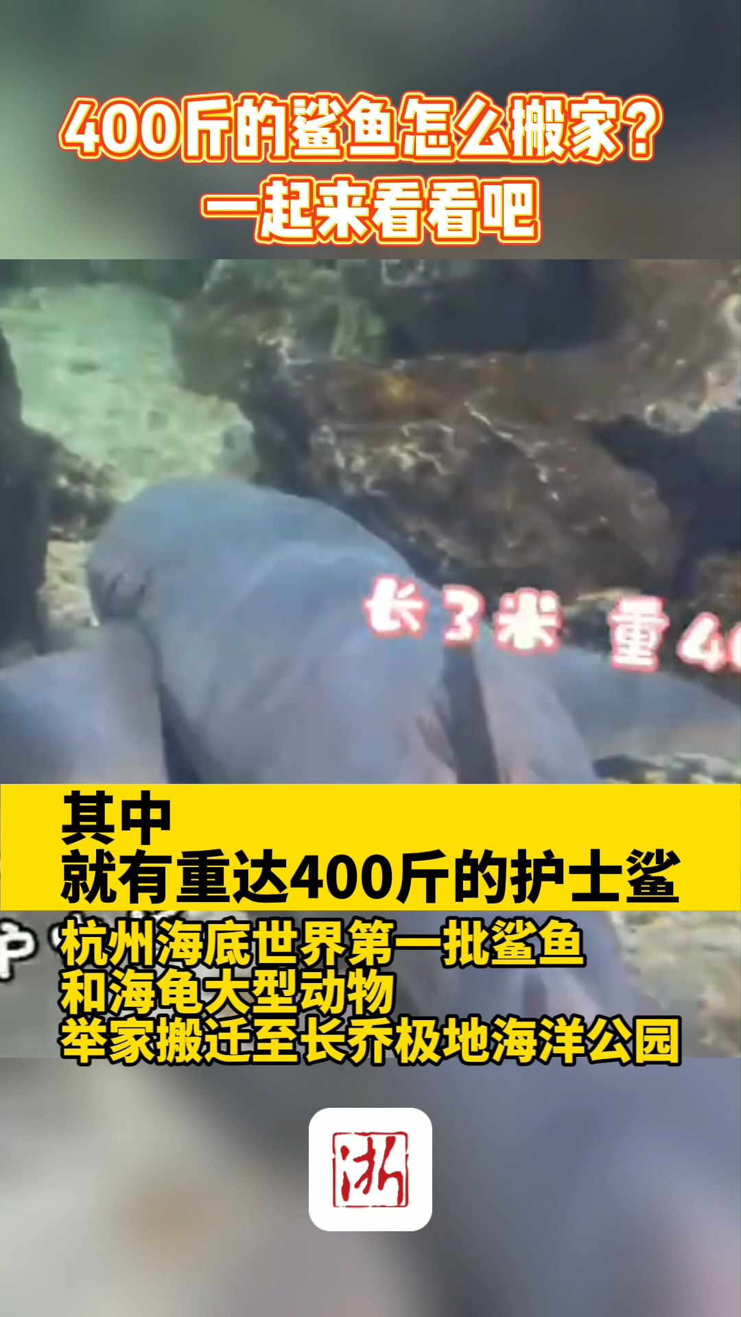 400斤的鲨鱼怎么搬家?一起来看看吧 +小助手 杭州长乔极地海洋世界