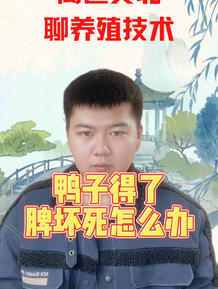 什么原因会引起鸭子脾坏死肉鸭脾坏死的症状是啥