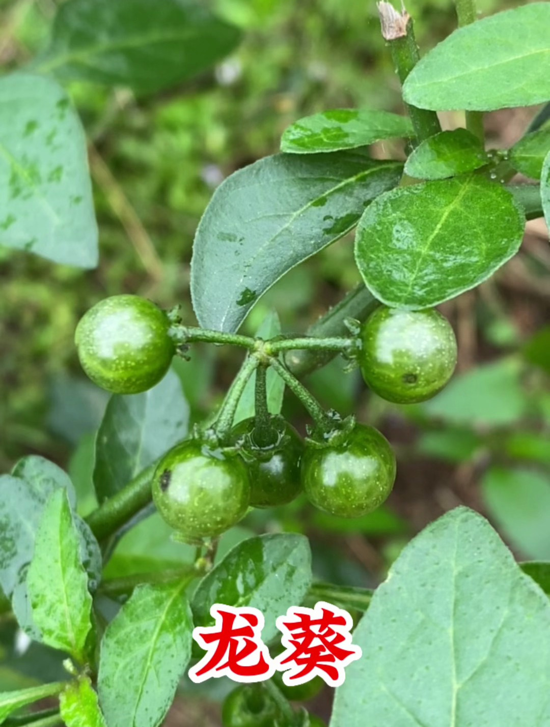 龙葵是有小毒的植物,遇到请注意!