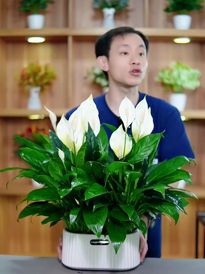 白掌两盆装+白盆白掌一帆风顺绿植盆栽水培室内好养净化空气