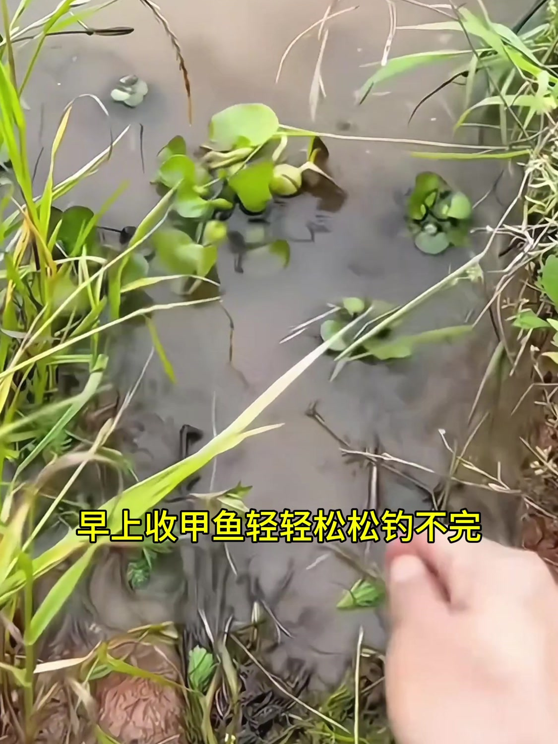 钓甲鱼的季节来了,喜欢吃甲鱼的带上这甲鱼钩,让你轻松收获甲鱼