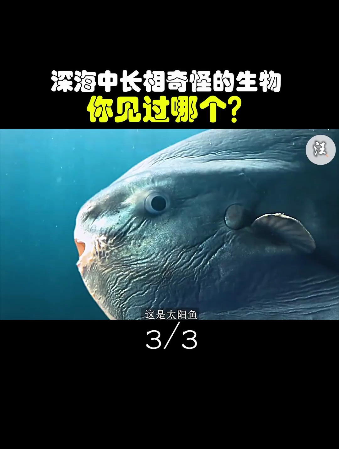 翻车鱼为什么叫做太阳鱼