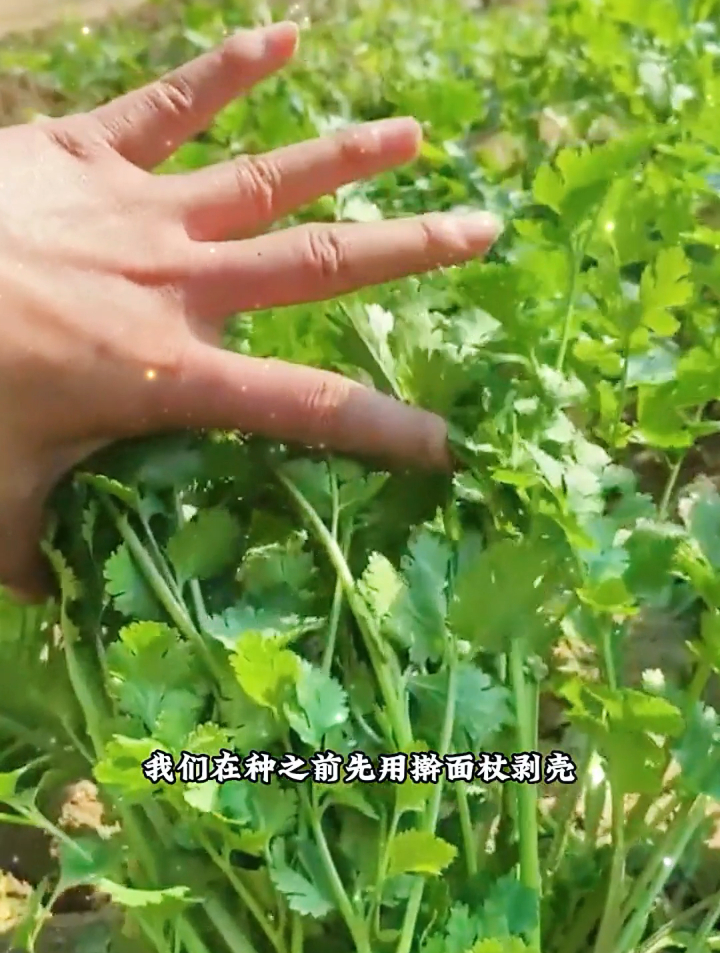 如何种出产量高的香菜?老农经验分享,这3个方法不能少!