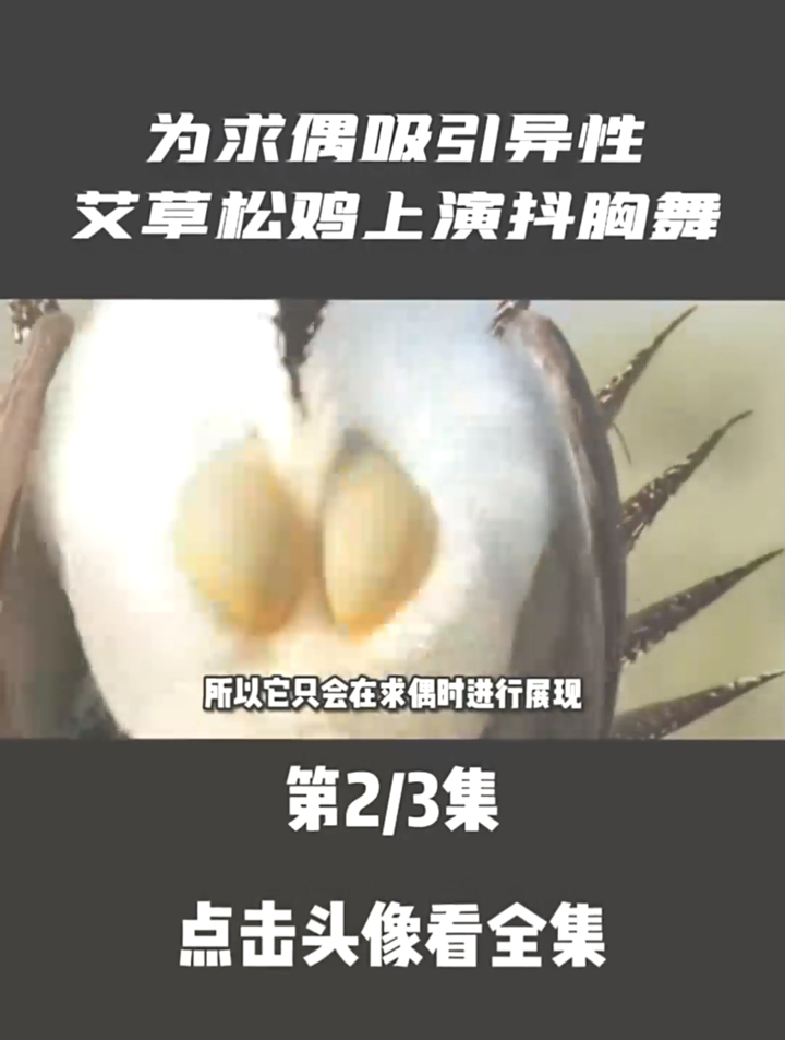动物界最屌的舞蹈,为了求偶吸引异性,雄性艾草松鸡上演抖胸舞02