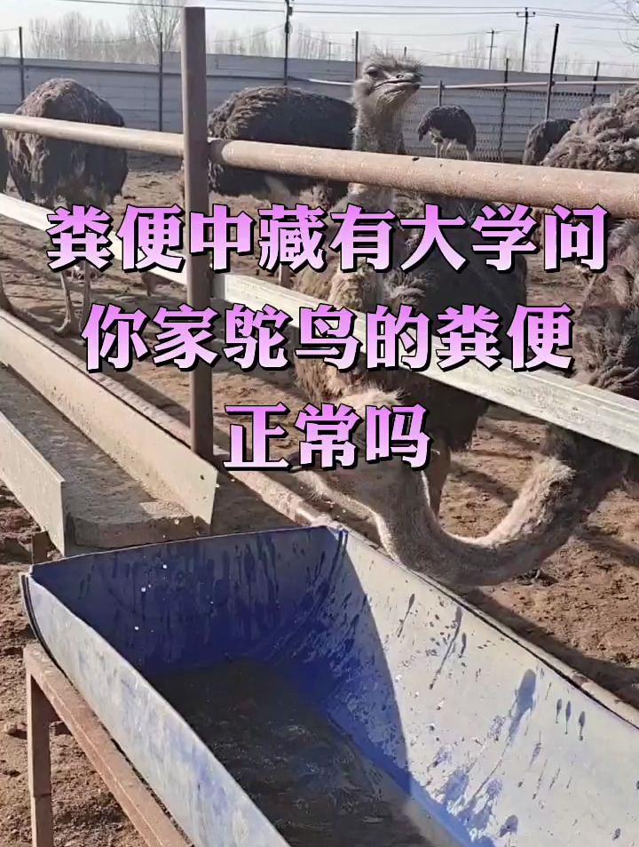 粪便中藏有大学问,你家鸵鸟的粪便正常吗?