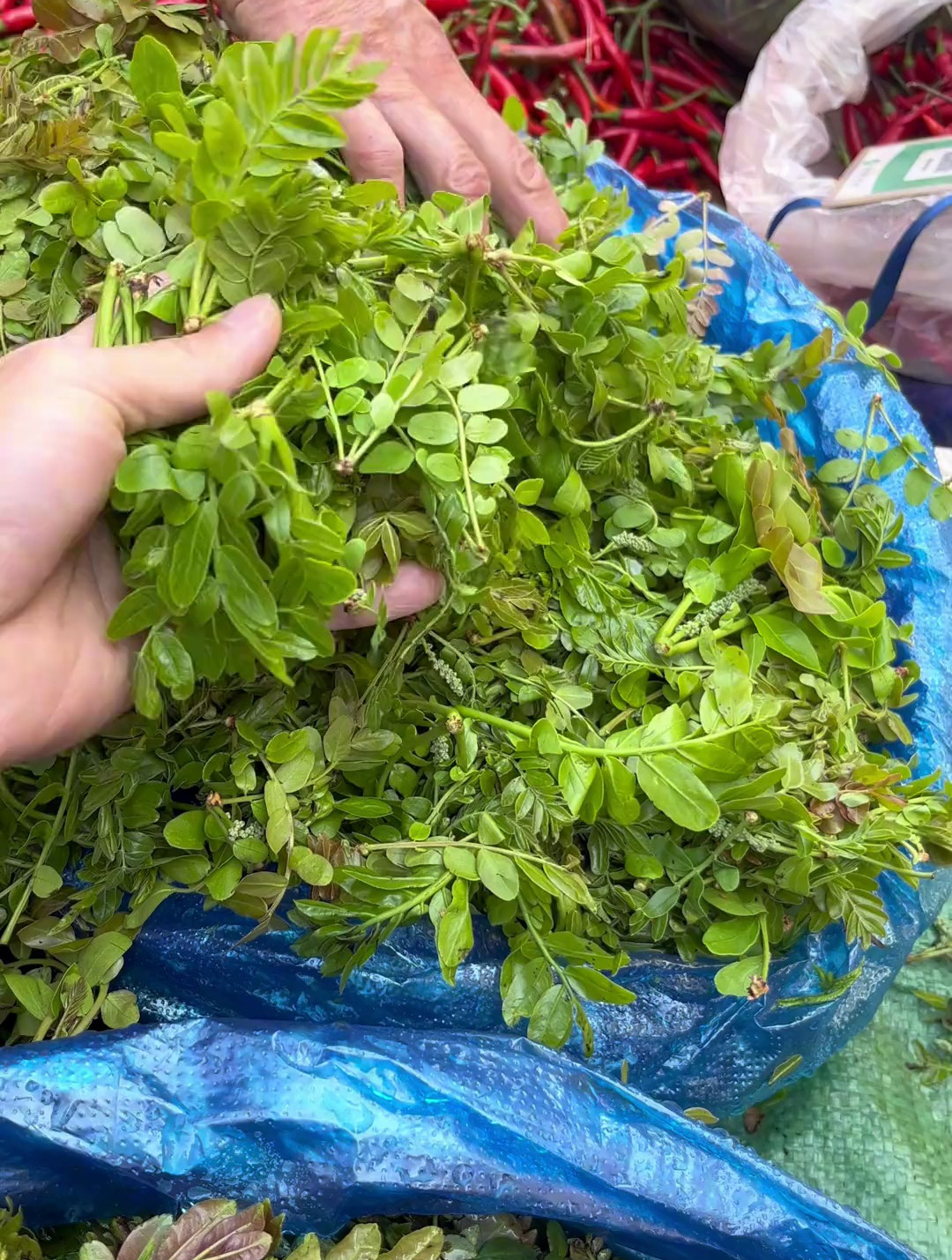 又到云南人吃野菜的季节了,这其中你吃过和见过几种呢