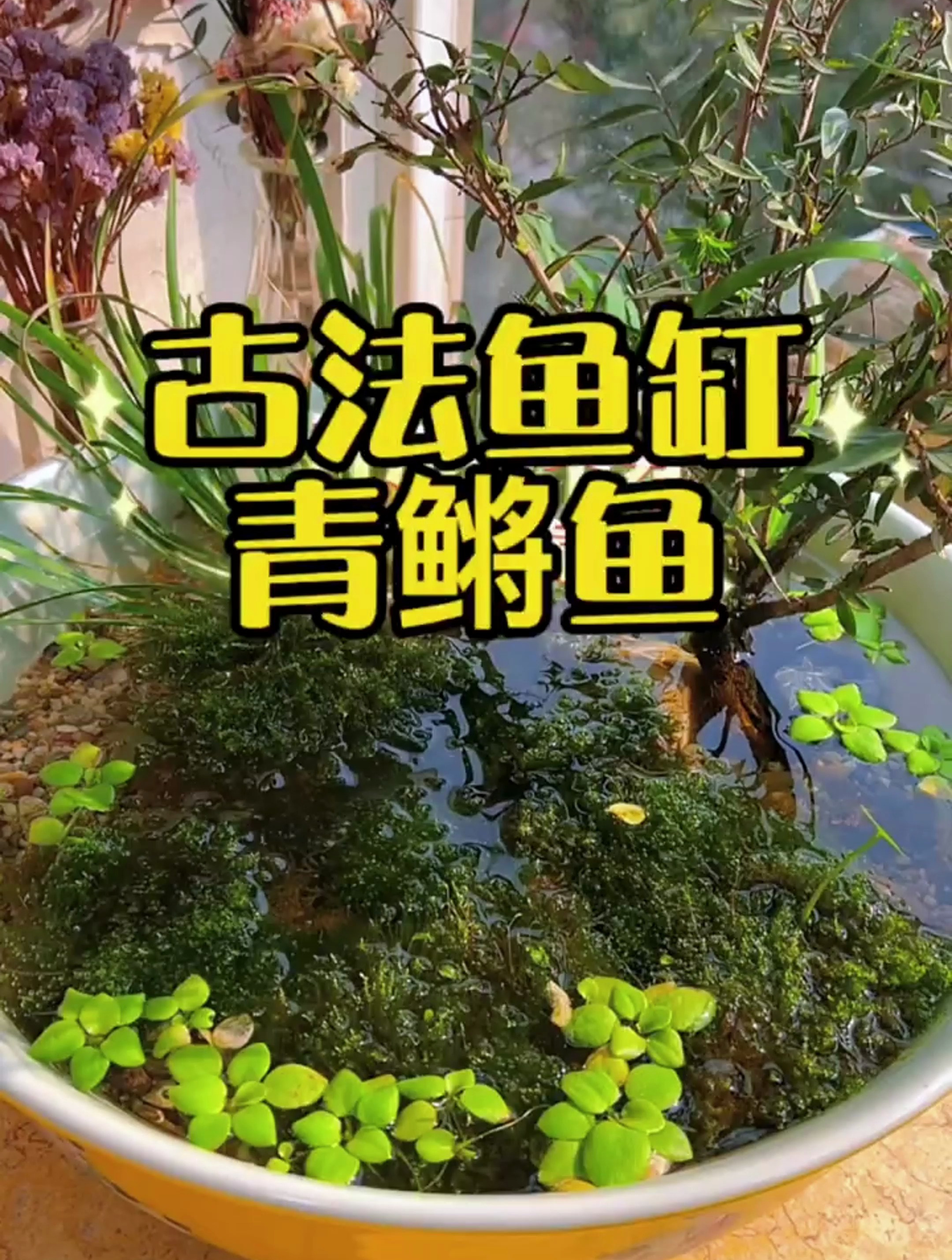 你有见过这么多青鳉鱼吗?这种大场面一定要带你们看看!