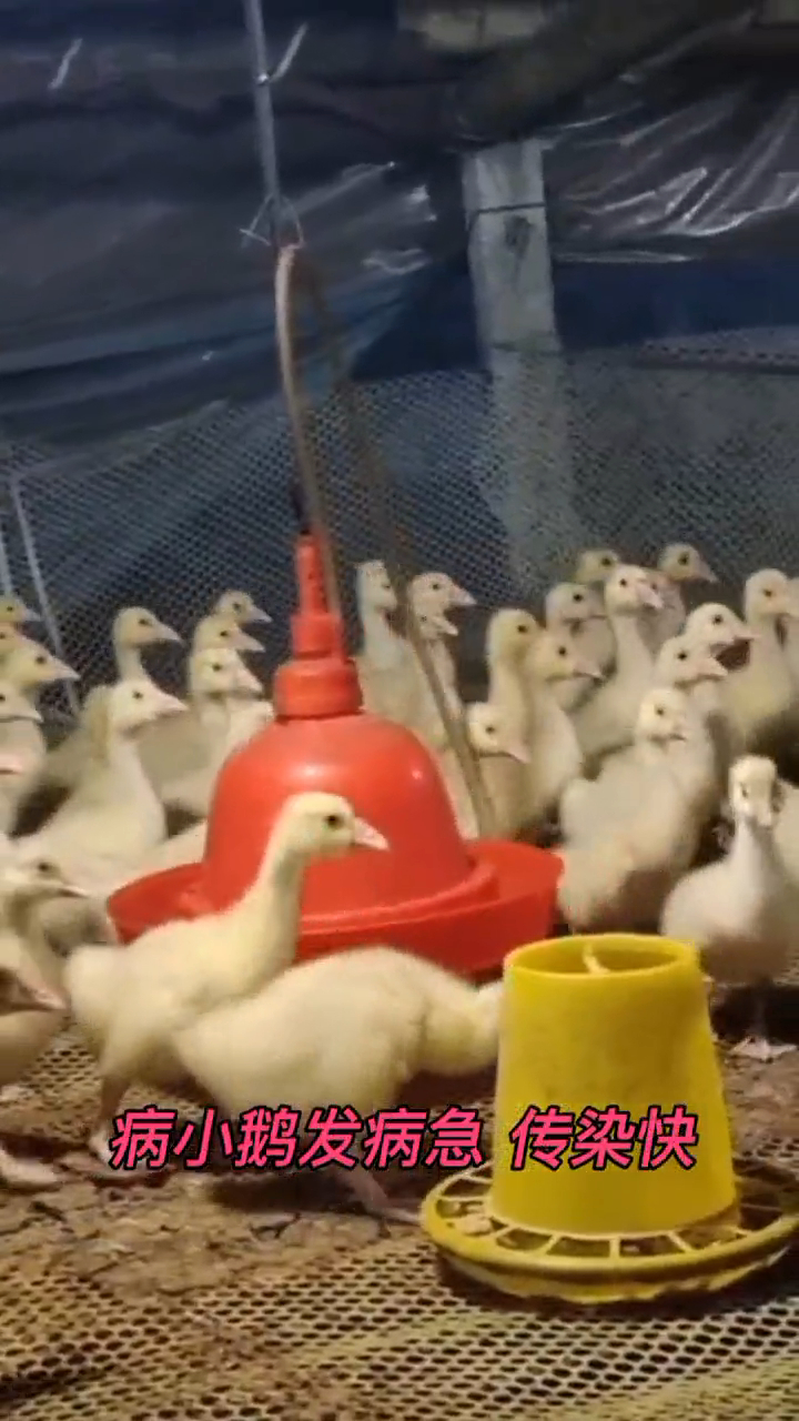 鹅感染霉菌毒素怎么治 小鹅霉菌病怎么治 鹅霉菌感染是怎么引起的 雏鹅霉菌如何治疗
