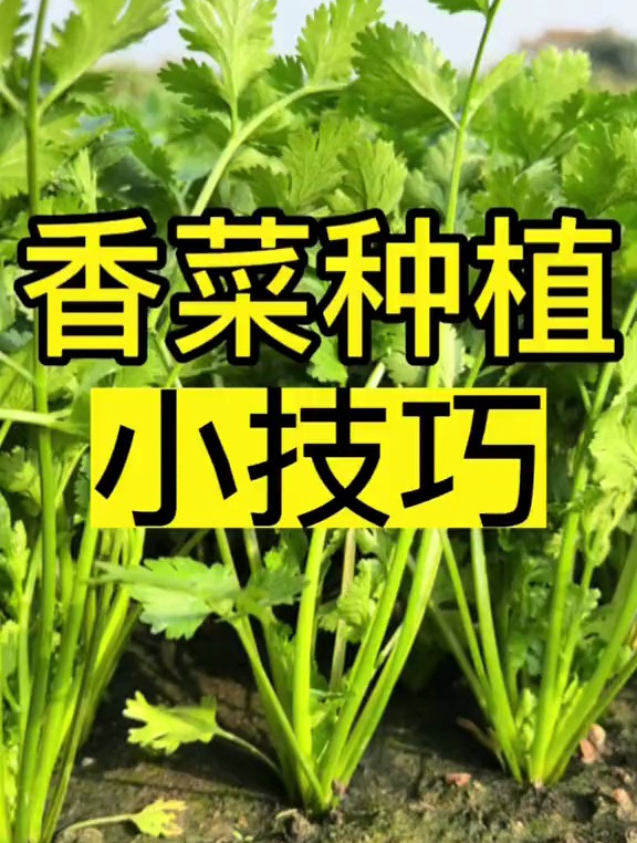 香菜种植小技巧,香菜种子种植方法