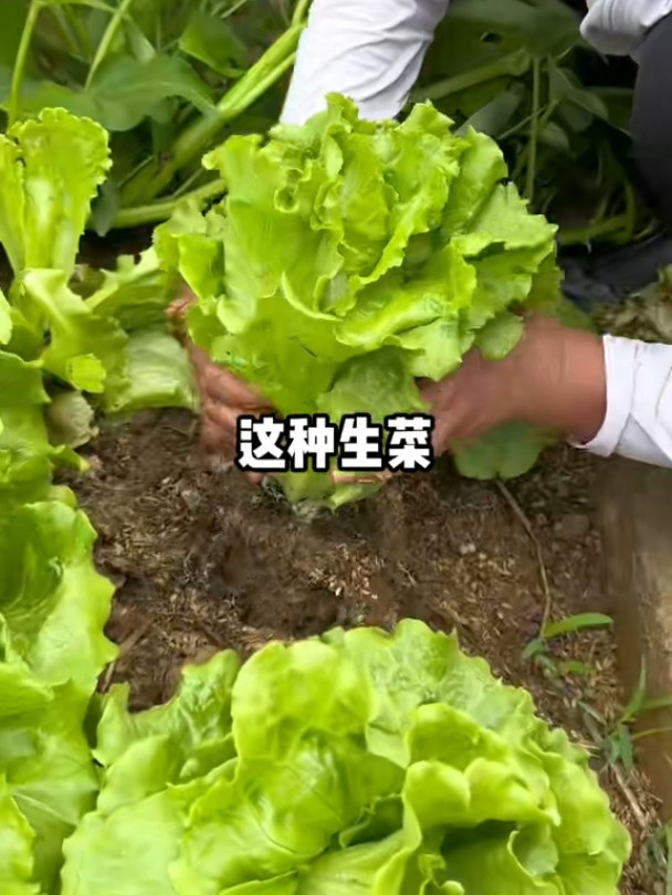 喜欢吃生菜的朋友,一定要试试它生吃口感清脆没苦味,好吃又好种