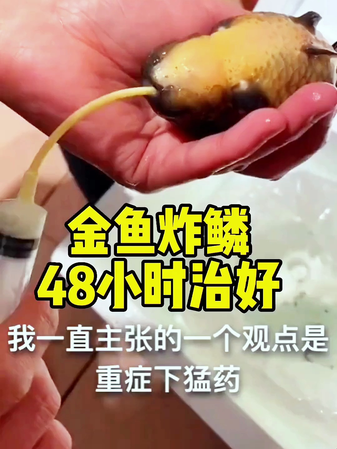 金鱼炸鳞,找到方法了,48小时恢复,实操