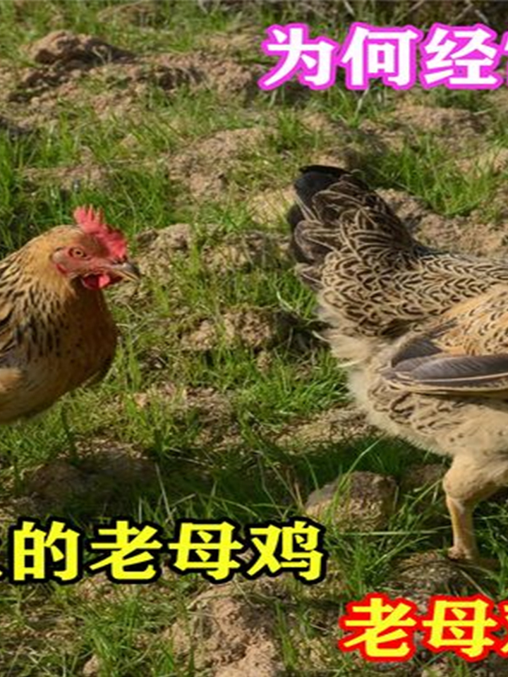 为何经常有人到农村,收购5年以上的老母鸡,老母鸡真有鸡宝吗?