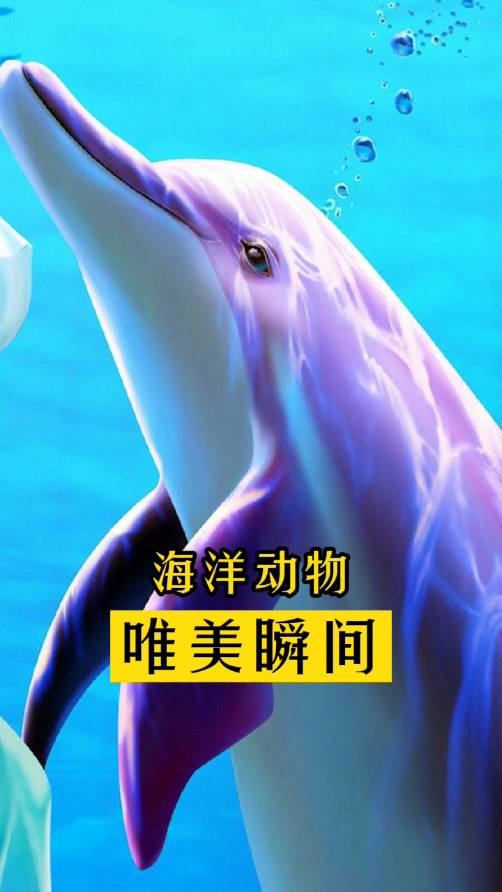 「神奇动物」看到就是幸运,海洋动物唯美瞬间,鲸鱼,粉色海豚,水母,海洋生物精彩瞬间