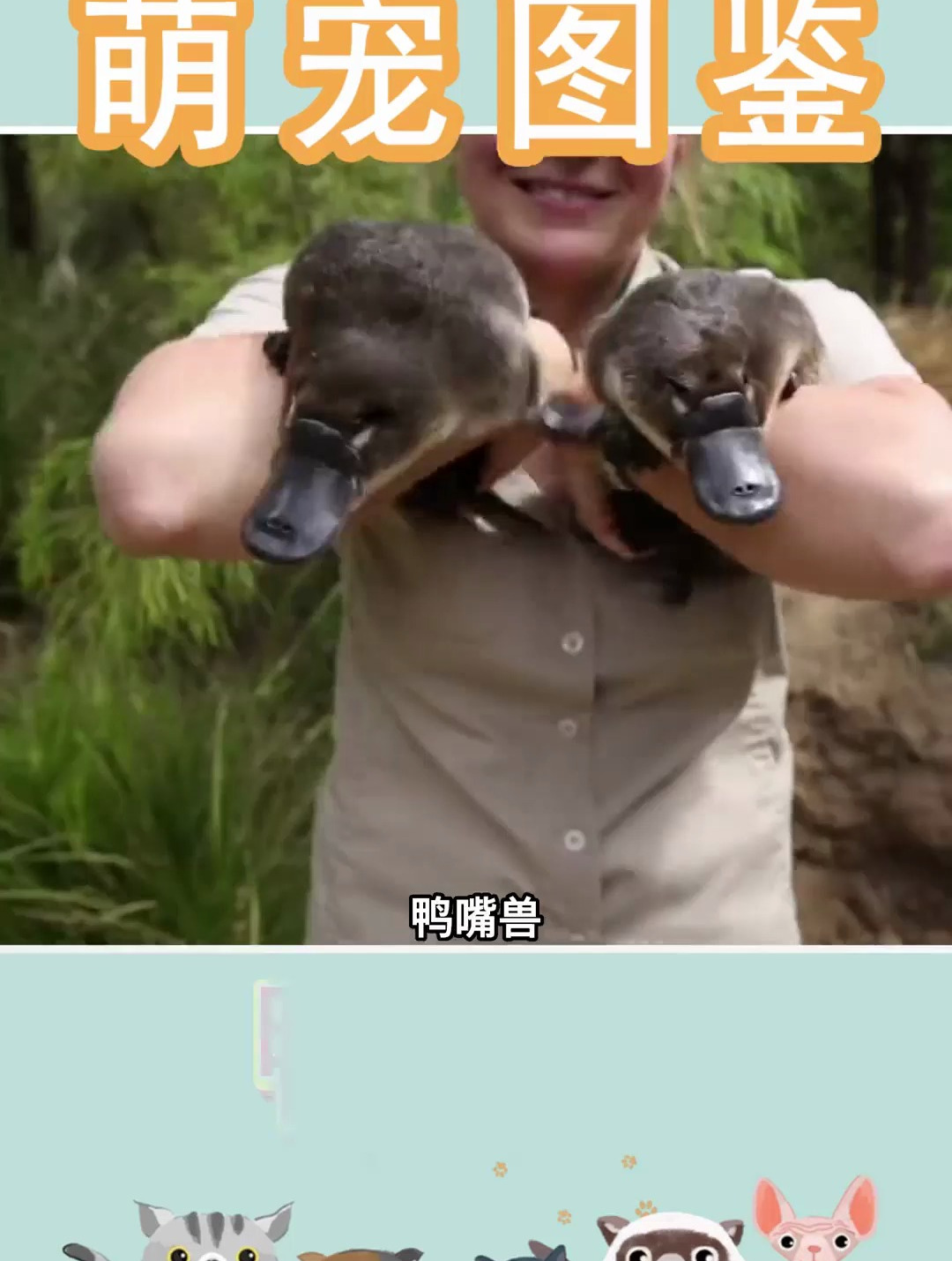 鸭嘴兽,是生物史上的一朵奇葩。鸭嘴兽萌宠出道计划