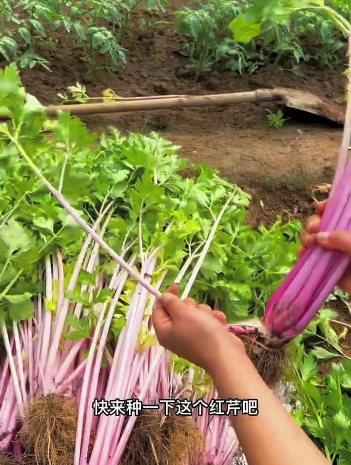 含铁元素的芹菜-红芹,可以生吃可以炒菜的水果蔬菜