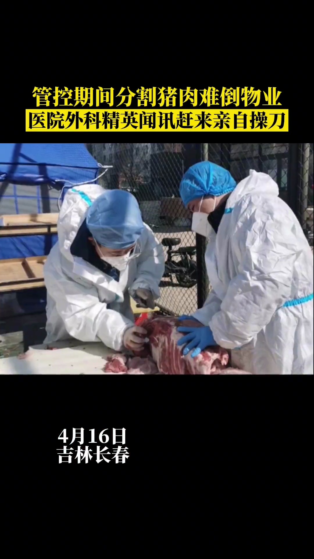 封控期间分割猪肉难倒物业,医院外科主任、精英闻讯赶来亲自操刀 外科医生 分猪肉