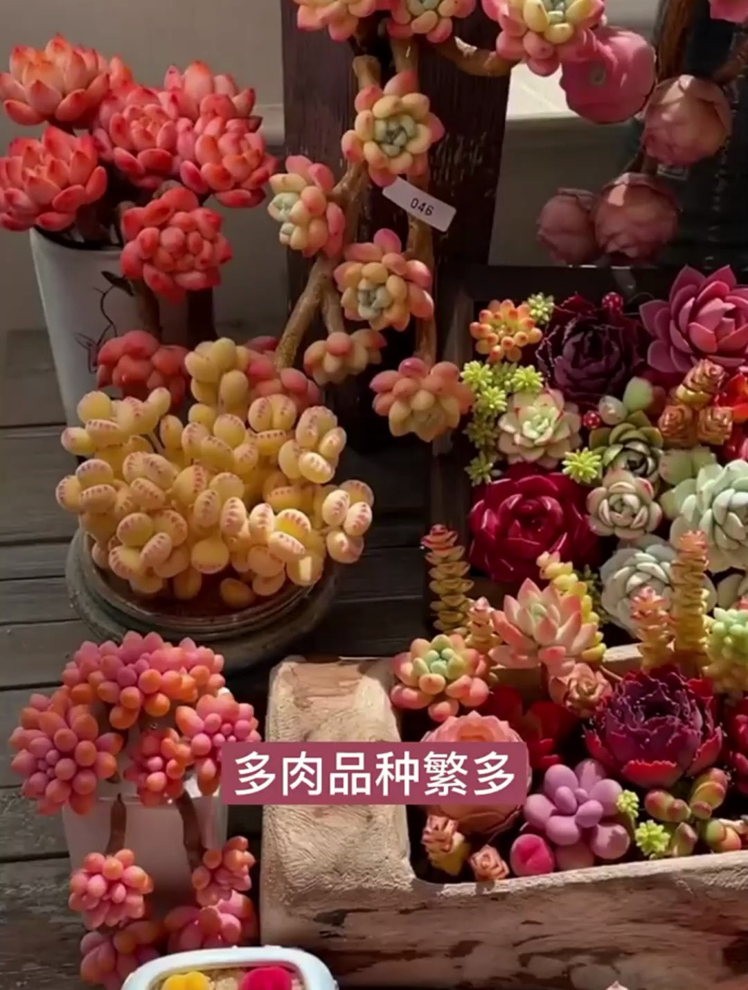 多肉品种繁多你认识哪些呢?看有没有你喜欢的品种,评论区告诉我