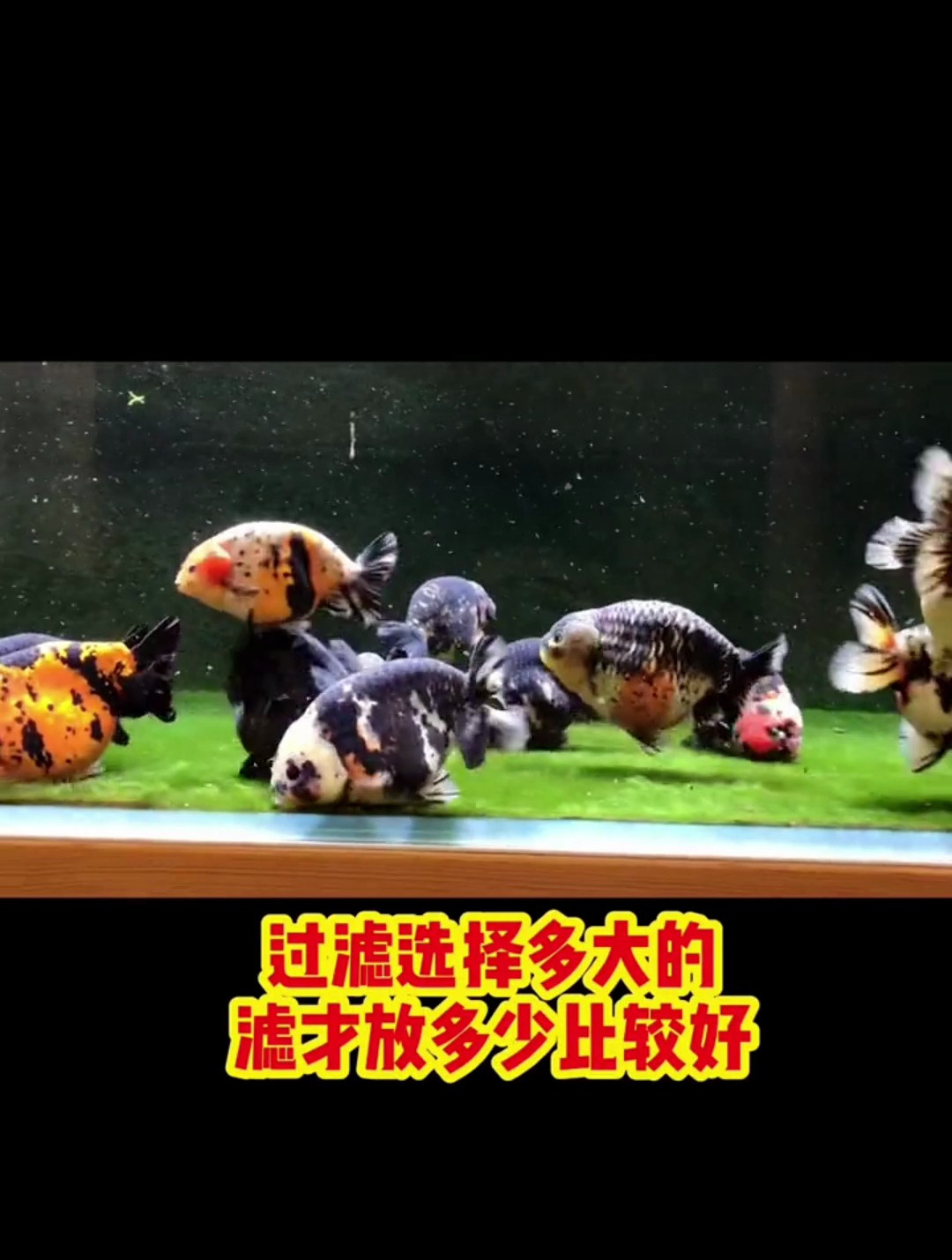 养金鱼过滤用多大的滤材样多少