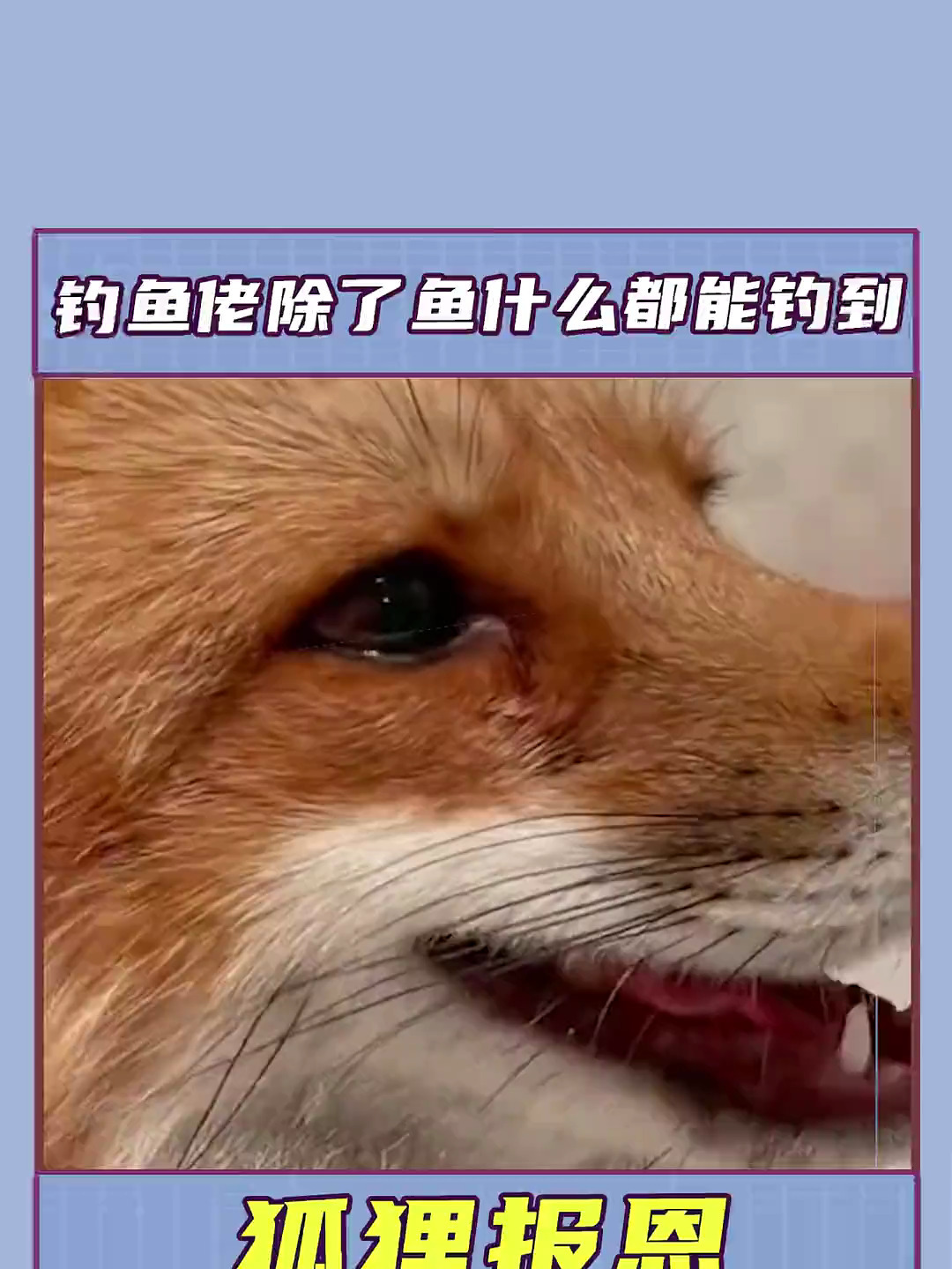 钓个鱼竟然被狐狸缠上了